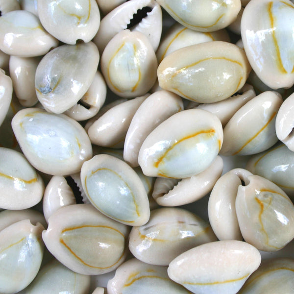 Smooth Natural Cowrie Shells - 1 Kg